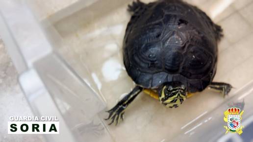 Rescatan a una tortuga exótica abandonada durante más de un mes en un domicilio de Soria