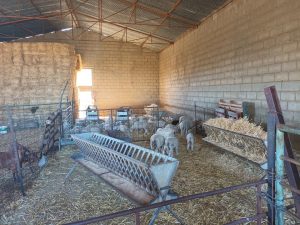 Detenido por el robo de 34 corderos en una explotación ganadera de Dos Torres (Córdoba)