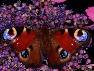 Las mariposas se electrizan para atraer polen sin tocar las flores