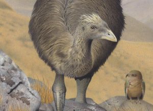 Aves de Nueva Zelanda se refugian donde se extinguieron los moas