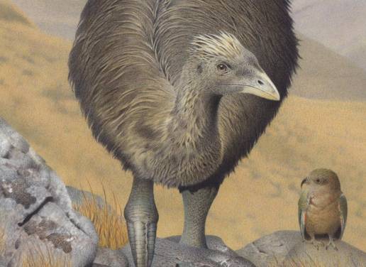 Aves de Nueva Zelanda se refugian donde se extinguieron los moas