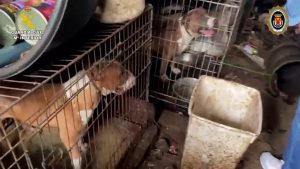 Detenida una mujer en Sanlúcar la Mayor por maltrato animal y estafa tras el rescate de 28 perros