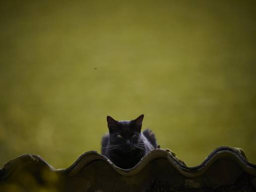 La Diputación destina 130.000€ al control de colonias felinas en municipios de menos de 10.000 habitantes