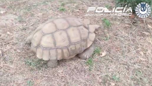 Rescatan sana y salva una tortuga africana de 30 kilos que se había escapado de su casa