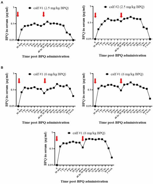 Eficacia transitoria de buparvacuona contra el aislado US del genotipo Theileria orientalis Ikeda en bovinos infectados subclínicamente