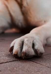 Investigan a una mujer en Oleiros (A Coruña) acusada de abandonar y dejar "en condiciones deplorables" a su can