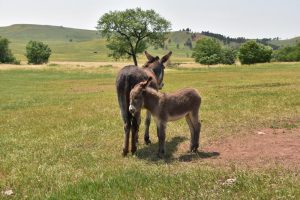 El PACMA condena una carrera de burros en Boñar (León) por "trato vejatorio" a los animales