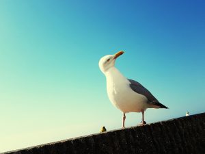 Detectan tres nuevos casos de gripe aviar en aves silvestres en la provincia de A Coruña 