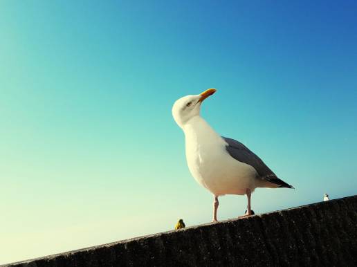 Detectan tres nuevos casos de gripe aviar en aves silvestres en la provincia de A Coruña 