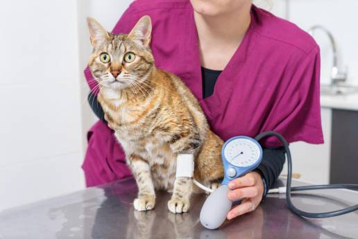 Evaluación del efecto de la gabapentina sobre la presión arterial en gatos con y sin enfermedad renal crónica