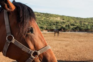 Ayuntamiento de Jerez mantiene la vigilancia por el virus del Nilo tras detectarse un caso en un caballo