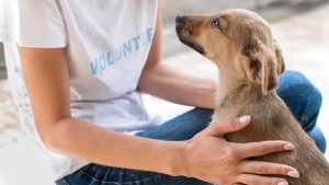 Torrelavega celebra este viernes la VIII Jornada de Adopción de mascotas