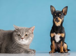 El Ayuntamiento de Mijas impulsa la creación y desarrollo del registro municipal de animales de compañía