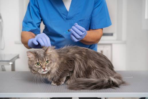 Tumores de glándulas mamarias, piel y tejidos blandos en gatos domésticos: hallazgos de los tumores felinos recopilados de 2002 a 2022