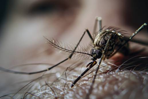 Los mosquitos también detectan por infrarrojos a sus víctimas