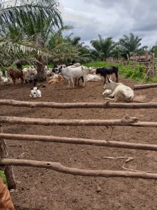 El IRTA lidera una investigación internacional para fabricar una alternativa a los antibióticos basada en extractos ricos en moléculas con actividad antimicrobiana