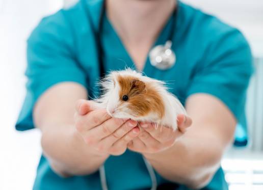 Pequeños mamíferos de compañía no tradicionales en España como reservorios de estafilococos resistentes a los antimicrobianos
