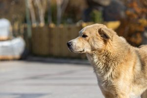 Recogen muestras de perros en varias explotaciones y de particulares tras el ataque mortal en Palencia