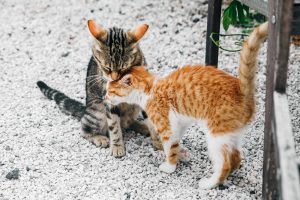 Día Internacional del Gato: Expertos alertan sobre las colonias felinas descontroladas en verano y de su impacto