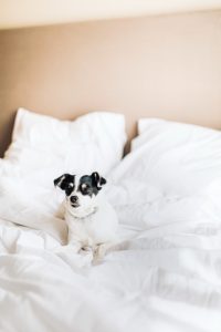 Hoteles caninos cuelgan el cartel de "completo" durante las vacaciones de verano