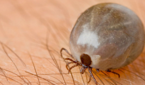 ANECPLA alerta sobre el aumento de garrapatas y enfermedades transmitidas