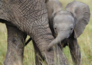 Las tres especies de elefantes que existen, en la senda de la extinción por la pérdida de hábitats y el tráfico ilegal de marfil, según WWF
