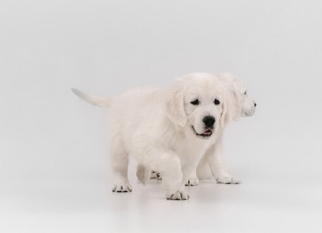 La Fundación ONCE del Perro Guía cuenta cómo llevan a cabo el proceso de educación de sus cachorros