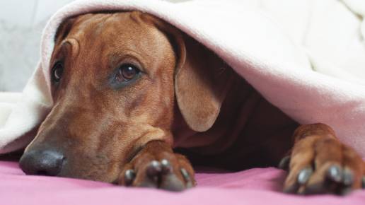 ¿Pueden los perros sufrir depresión posvacacional?