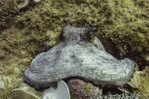 Revelan la dieta de los pulpos juveniles y su función en el control de especies invasoras