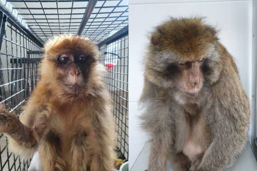 Secuelas del tráfico ilegal de primates en España