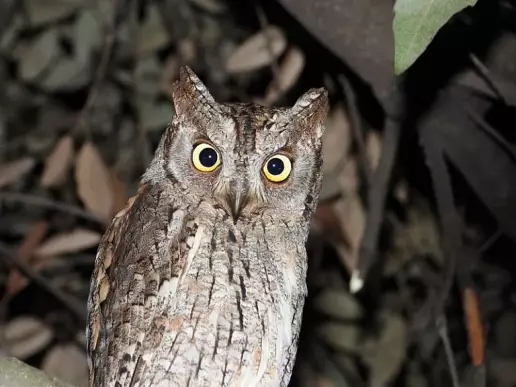 Medio Ambiente estudia la presencia y distribución de aves nocturnas en el Parque regional de Carrascoy y El Valle
