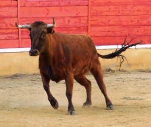 Pacma condena el maltrato a una vaquilla en las fiestas de San Sebastián de los Ballesteros