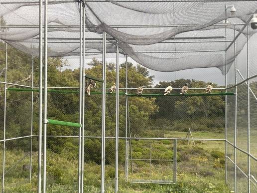 Redeia y Junta impulsan en el Parque de Alcornocales la recuperación y conservación del alimoche