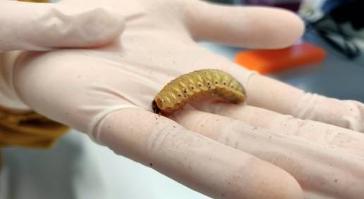 Un estudio muestra el interés industrial de la comunidad microbiana del intestino del escarabajo Pachnoda marginata
