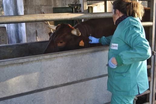 El mercado de servicios veterinarios alcanzó un máximo histórico de más de 1.600 millones de euros en 2023