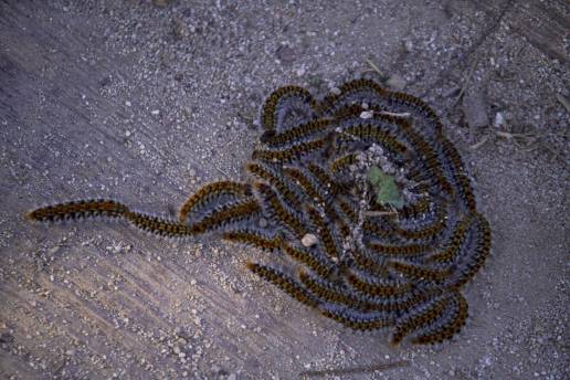 El Ayuntamiento abrirá el 15 de agosto un segundo plazo para la campaña contra la procesionaria