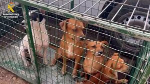 Detienen a una mujer que tenía 25 perros y un gato en su vivienda de La Laguna (Tenerife) en pésimas condiciones