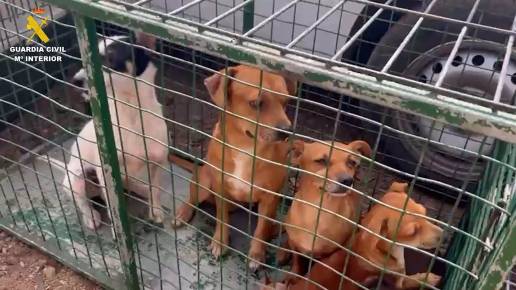Detienen a una mujer que tenía 25 perros y un gato en su vivienda de La Laguna (Tenerife) en pésimas condiciones