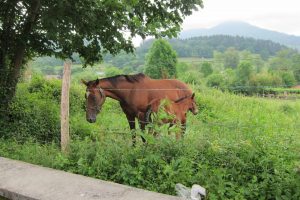 El ganado equino y ovino podrá acceder a tres parcelas del Anillo Verde de Vitoria-Gasteiz para limpiar la vegetación