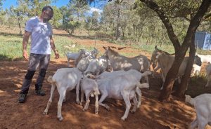 Estudian el manejo eficiente del ganado como herramienta de prevención de incendios forestales
