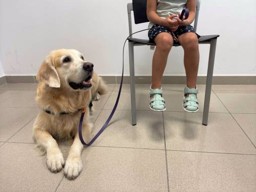 El Govern impulsa un proyecto con perros para acompañar a niños en procesos judiciales de Lleida
