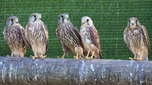 Medio Ambiente acogerá en los centros de recuperación de fauna a las especies exóticas incautadas en la Comunitat