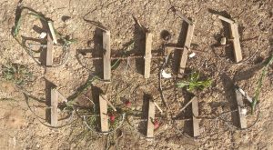  Investigado en la Ribera por cazar pajarillos con cepos prohibidos