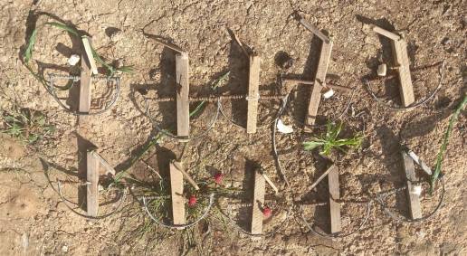  Investigado en la Ribera por cazar pajarillos con cepos prohibidos