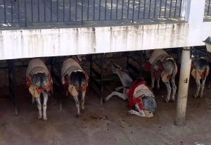 Pacma interpone dos denuncias por presunto maltrato a los burro taxis de Mijas en menos de 72 horas