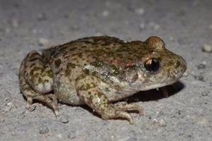 Documentan en Madrid la introducción accidental de una especie alóctona de sapo partero procedente de Cataluña