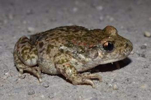 Documentan en Madrid la introducción accidental de una especie alóctona de sapo partero procedente de Cataluña