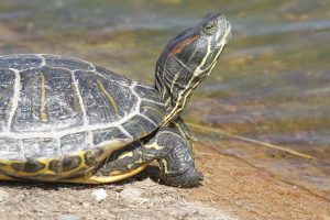 Los agentes medioambientales locales recogen once ejemplares de galápago de Florida abandonados en una fuente