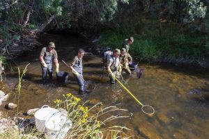 Agentes medioambientales y celadores rescatan aquellos peces que se quedan en pozas aisladas en el río Tera (Soria)
