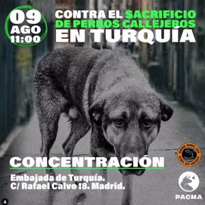 Animalistas se concentrarán mañana frente a la embajada turca en Madrid contra el "genocidio canino" en este país